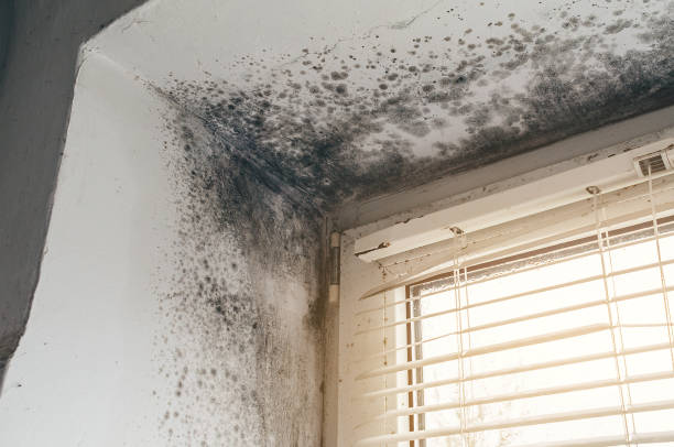 Affordable Black Mold Remediation solutions in Ingleside, TX